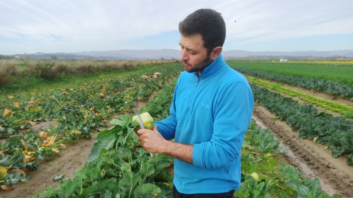 Il cavolo-rapa conquista le campagne crotonesi: la scommessa di Domenico Squillace -  Foto: Uff. Stampa Farmer Market 