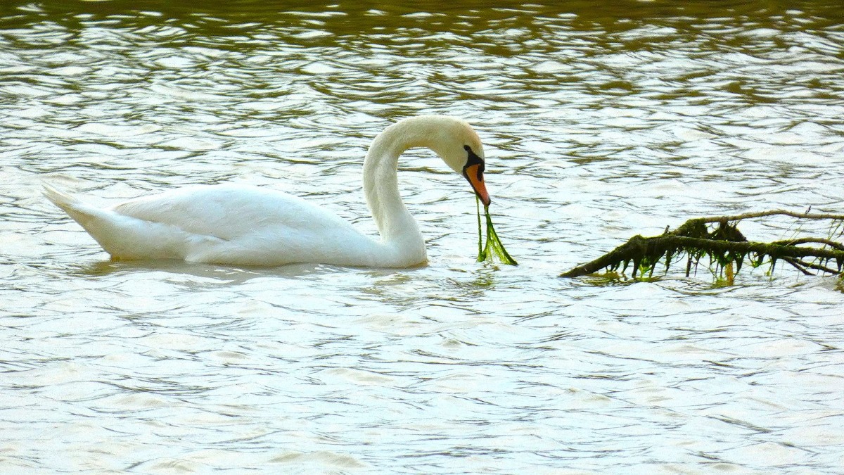 Un cigno reale alla foce del Passovecchio: nuova presenza nell’area umida di Crotone - 