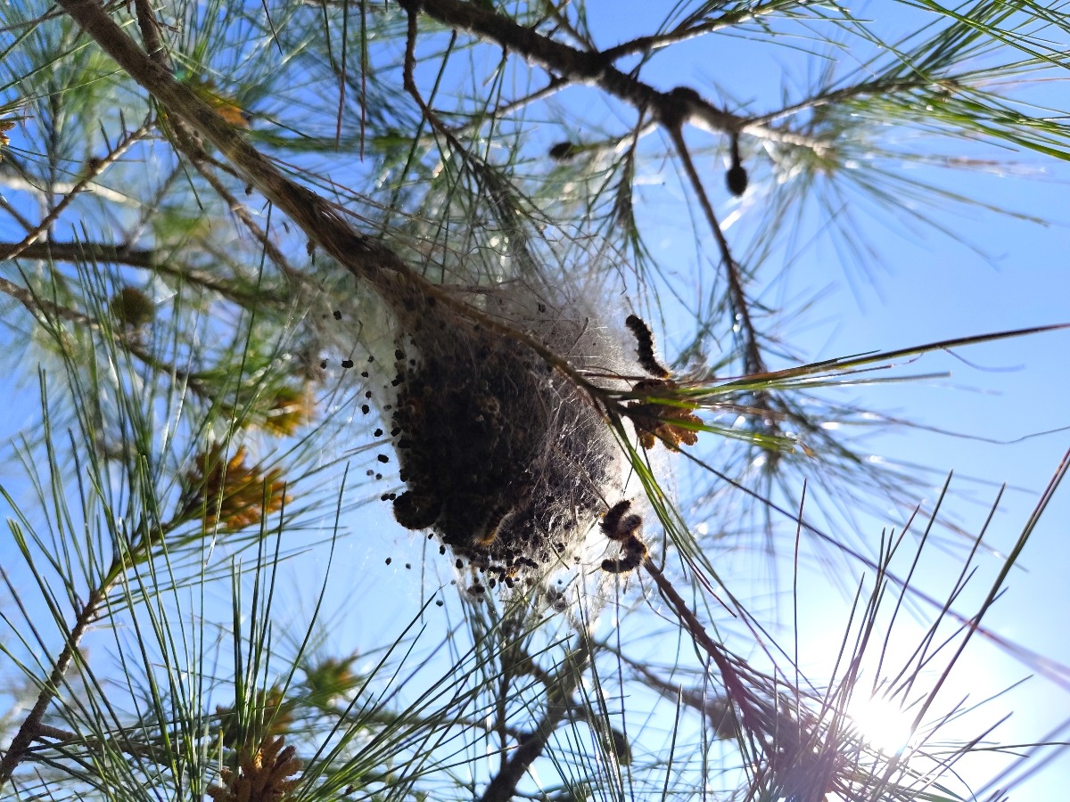Crotone, processionaria sul lungomare: cittadini chiedono interventi urgenti - Foto: Ufficio Stampa Fabrica 24