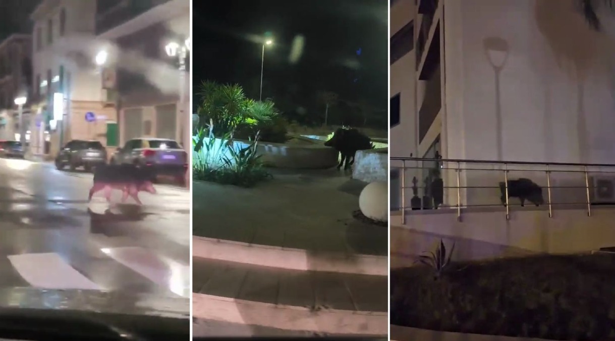 (VIDEO) Crotone, cinghiale a spasso sotto la pioggia: avvistato in più zone - 