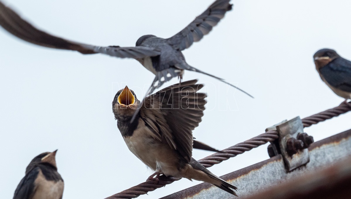 Tornano le rondini, viaggio incredibile: appello LIPU ad accoglierle - Foto: Redazione 