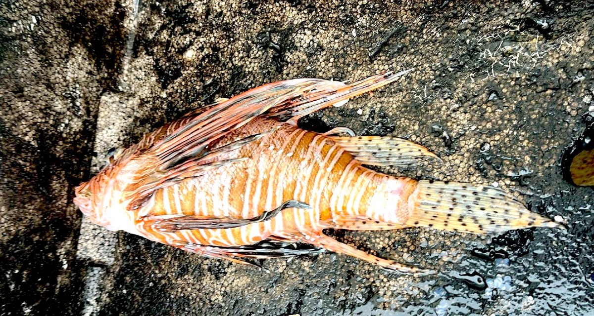 Rinvenuto in Calabria un Pesce Scorpione: in mare nuove specie aliene velenose  - Foto: Isola Ambiente Apnea 