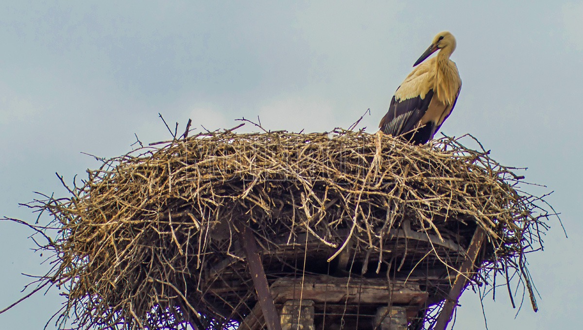 Dall'Africa alla Calabria: la cicogna Marta torna “a casa” attraverso la rotta migratoria