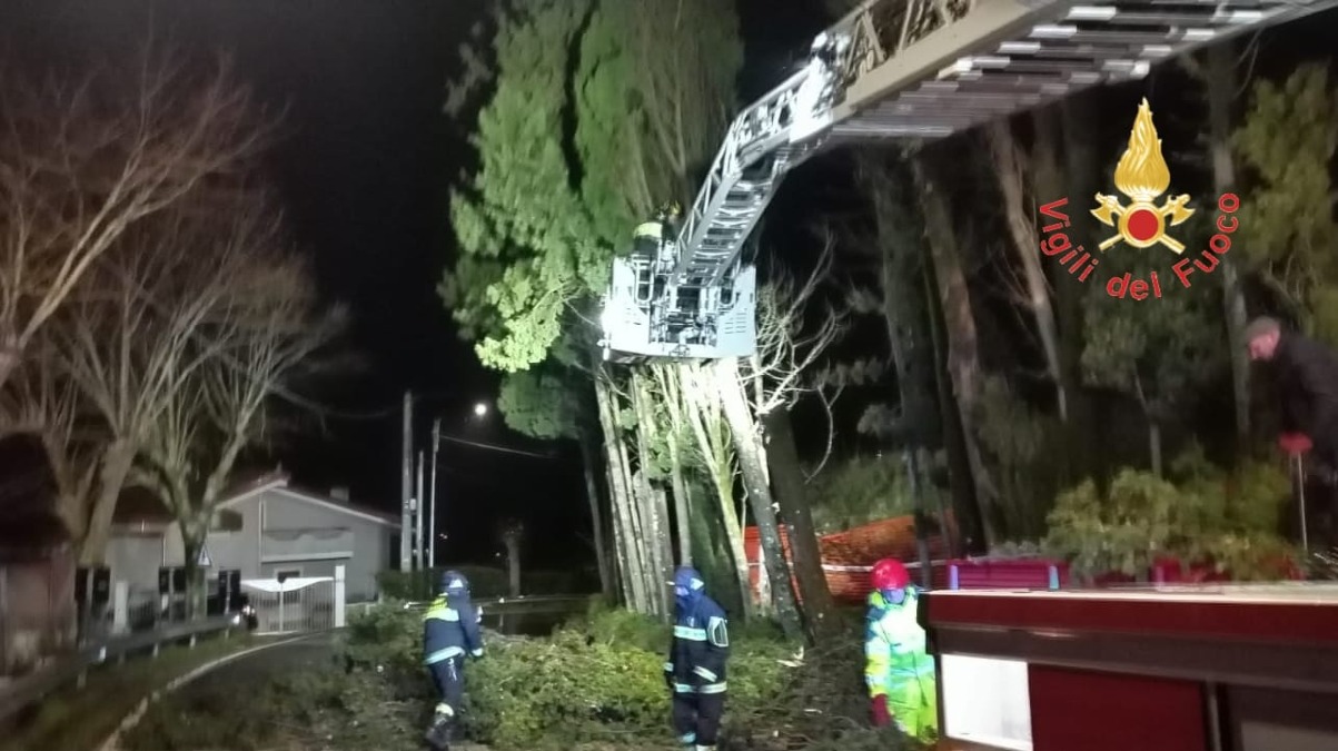 Alberi pericolanti sulla SS19 a Tiriolo, intervento dei Vigili del Fuoco - 