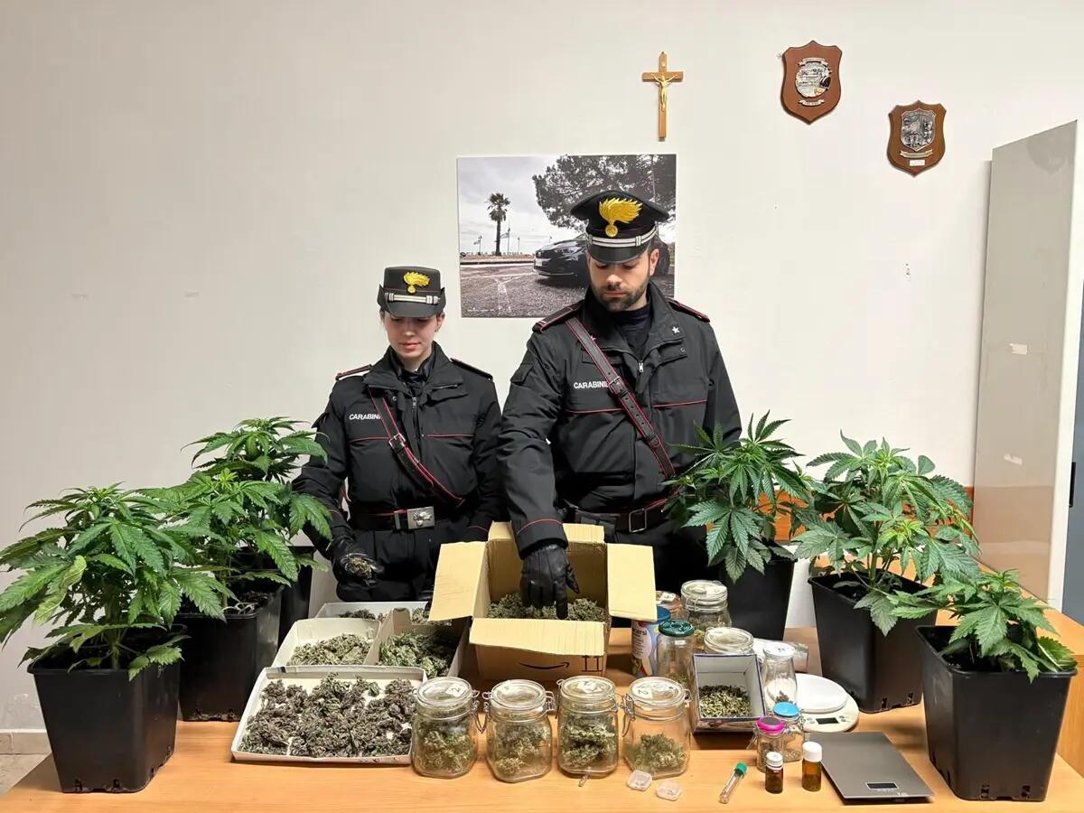 Serre in casa per coltivazione di marijuana, 55enne arrestato nel Vibonese - 