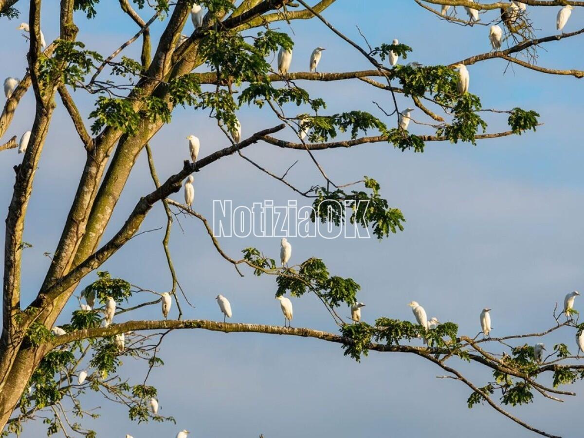 Montalto Uffugo - Birdwatching al Bosco di Mavigliano - Foto: Redazione