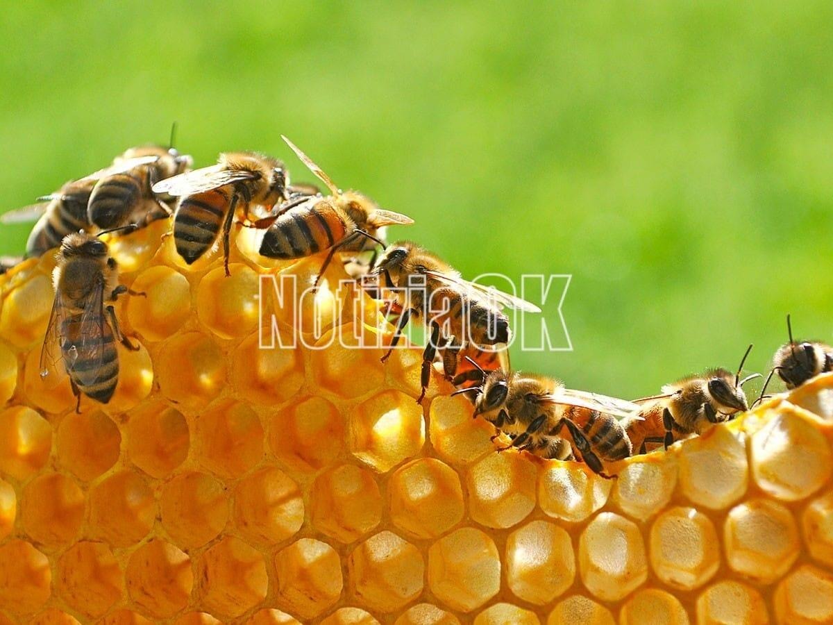 Mielerie Aperte 2026: viaggio nel mondo delle api tra gusto e biodiversità - Foto: Redazione