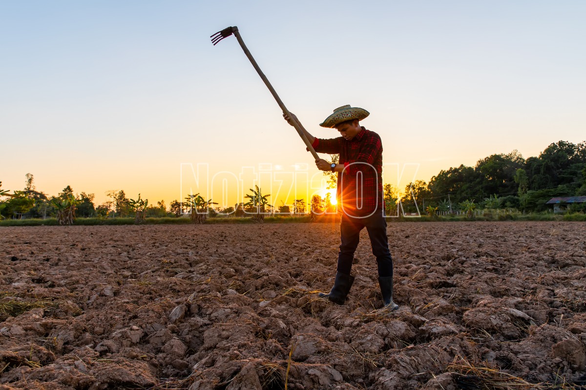 Agricoltura in Calabria, oltre 55 milioni liquidati da ARCEA: sostegno concreto alle imprese - Foto: Redazione