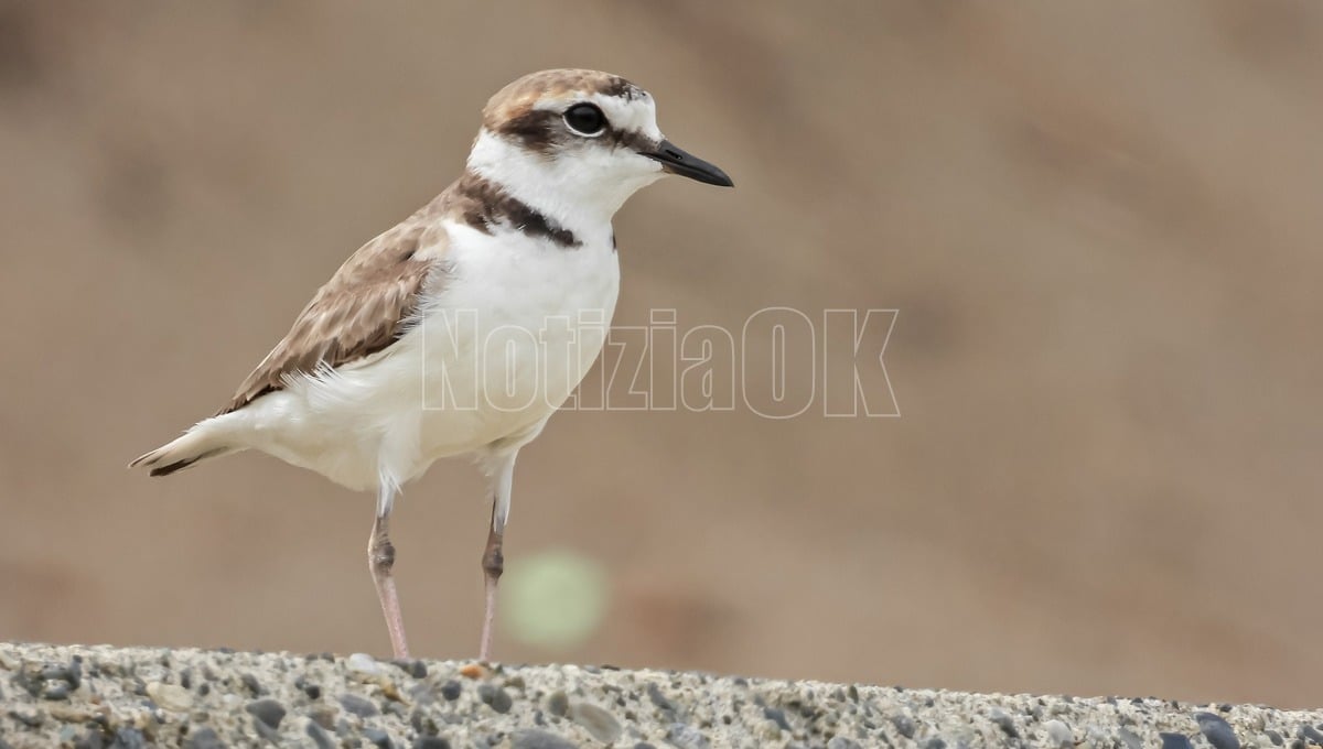 Fratino, al via la stagione: scoperti i primi nidi sulle coste calabresi - 