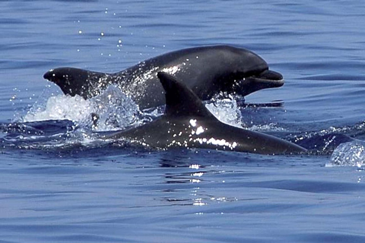 Delfini nel porto di Crotone: l'area portuale accoglie circa 8 esemplari - Foto: Uff. Stampa Circolo Ibis ODV 