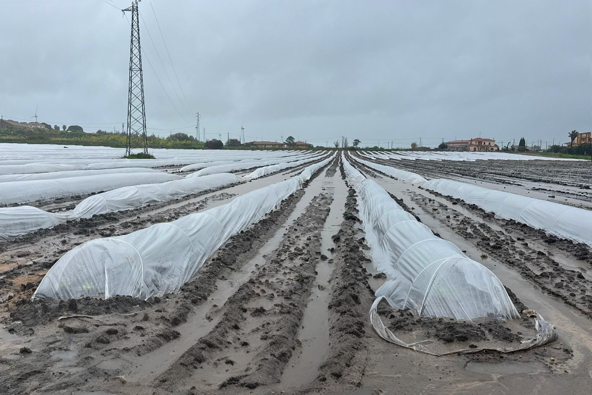 Maltempo in Calabria: grandine e allagamenti devastano campi e frutteti - Foto: Ufficio stampa Coldiretti Calabria