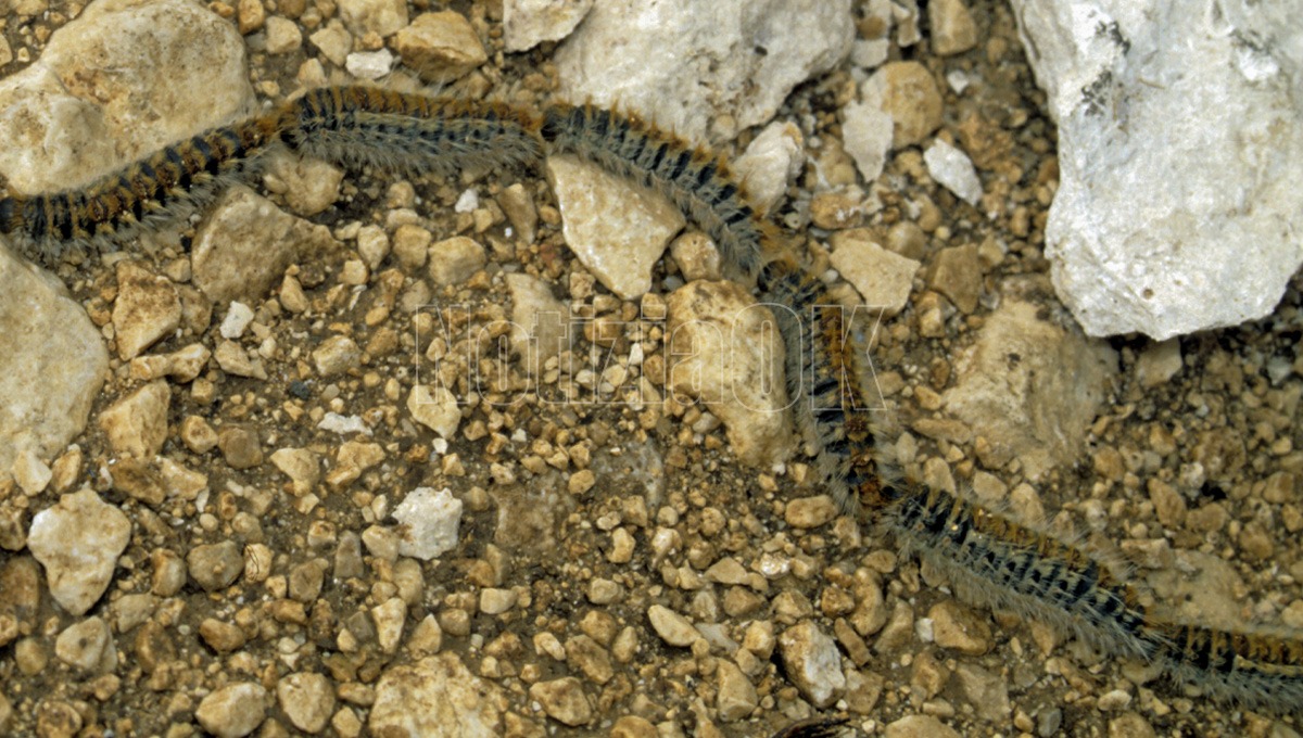 Castrolibero - Al via la mappatura degli alberi per contrastare la processionaria - Foto: Redazione 