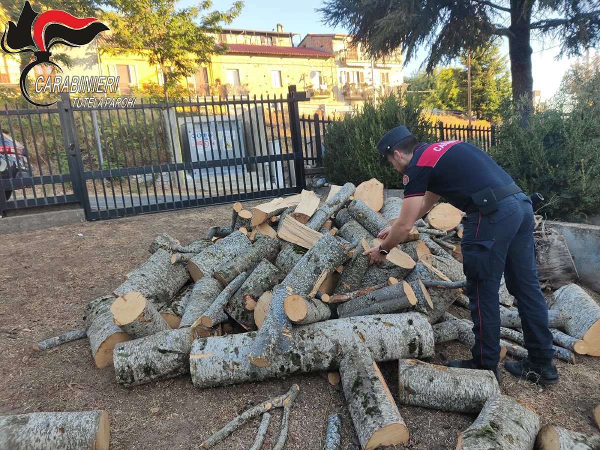Taglio illegale di alberi nella Sila, due arresti tra i boschi protetti