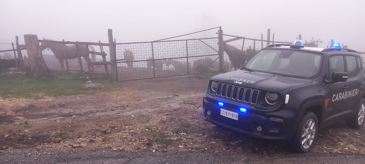 Petronà - Sequestrati 17 cavalli senza identificazione - Foto: Ufficio stampa Comando Provinciale dei Carabinieri di Catanzaro 