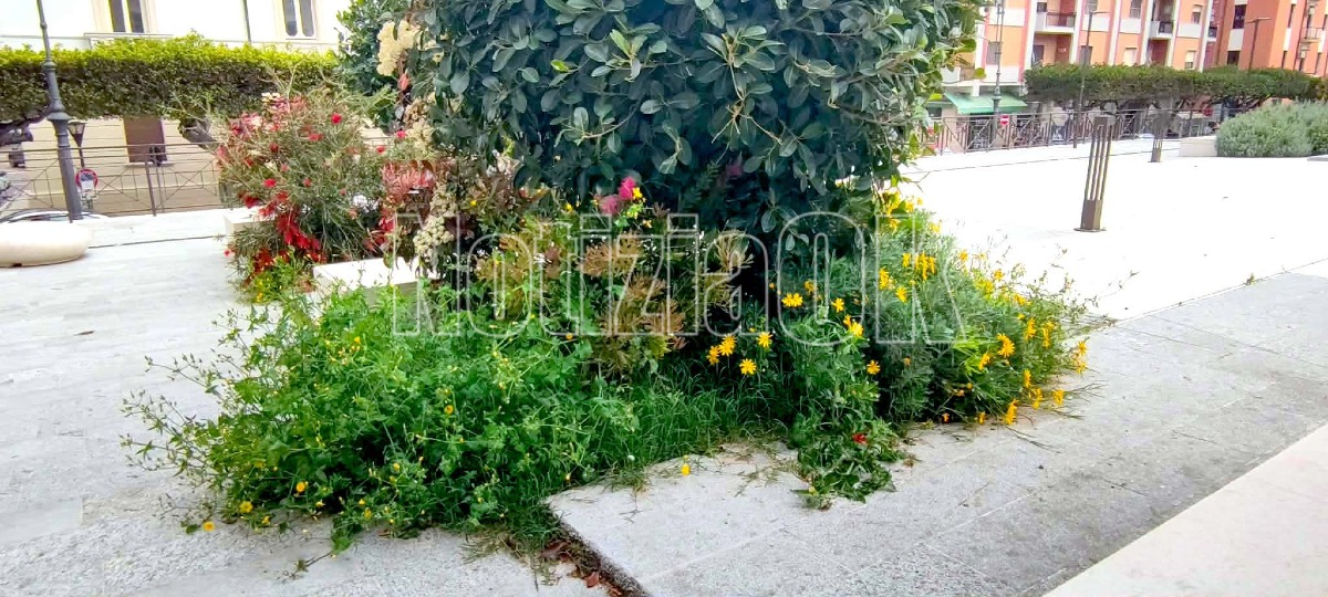 Nei Quartieri di Crotone - Decoro urbano: il verde davanti allo “Scaramuzza” da valorizzare - Foto: Redazione