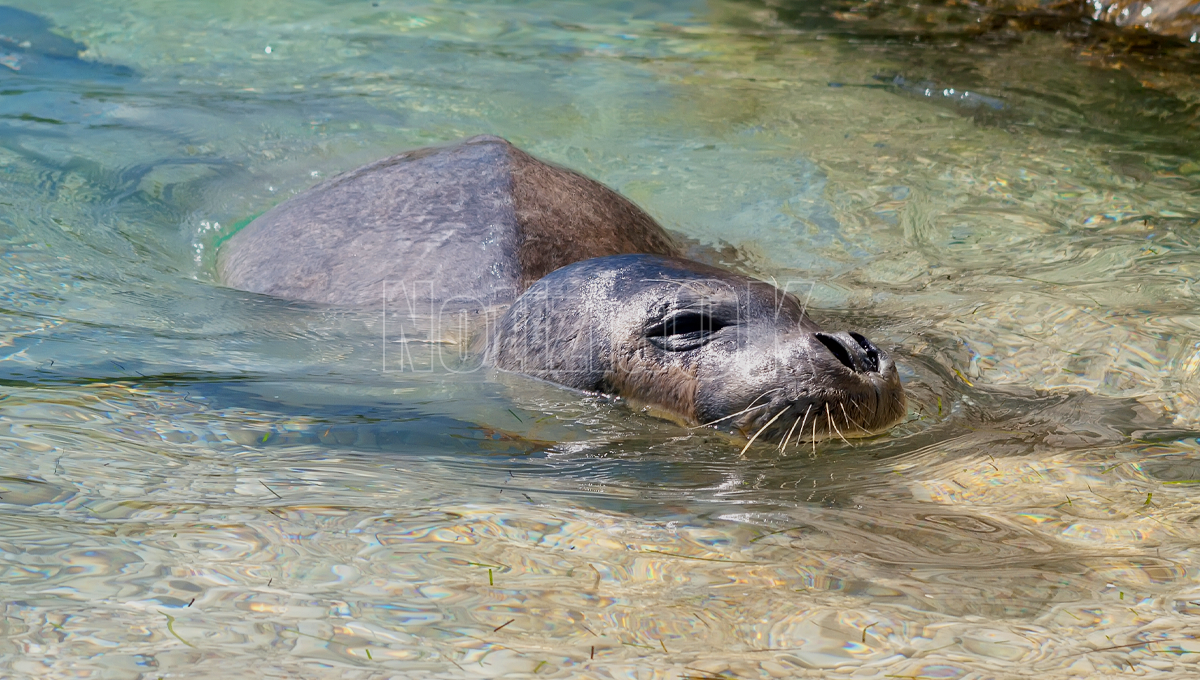 (Video) Crotone - Torna la foca monaca, doppio avvistamento  - Foto: Redazione