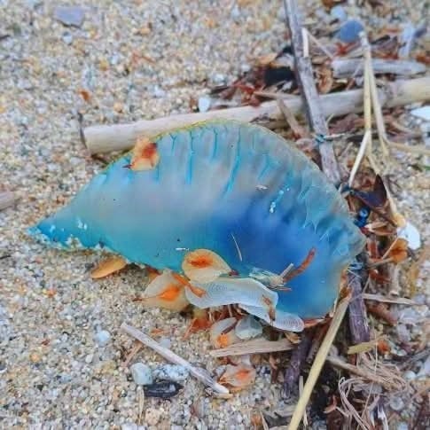 Avvistato esemplare di Caravella portoghese: organismo urticante e pericoloso per l'uomo  - Foto: Uff. Stampa Comune di Vibo Valentia 