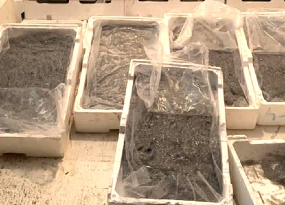 Montegiordano, sequestrati 250 chili di novellame di sarda - Foto Uff. Stampa Guardia di finanza 