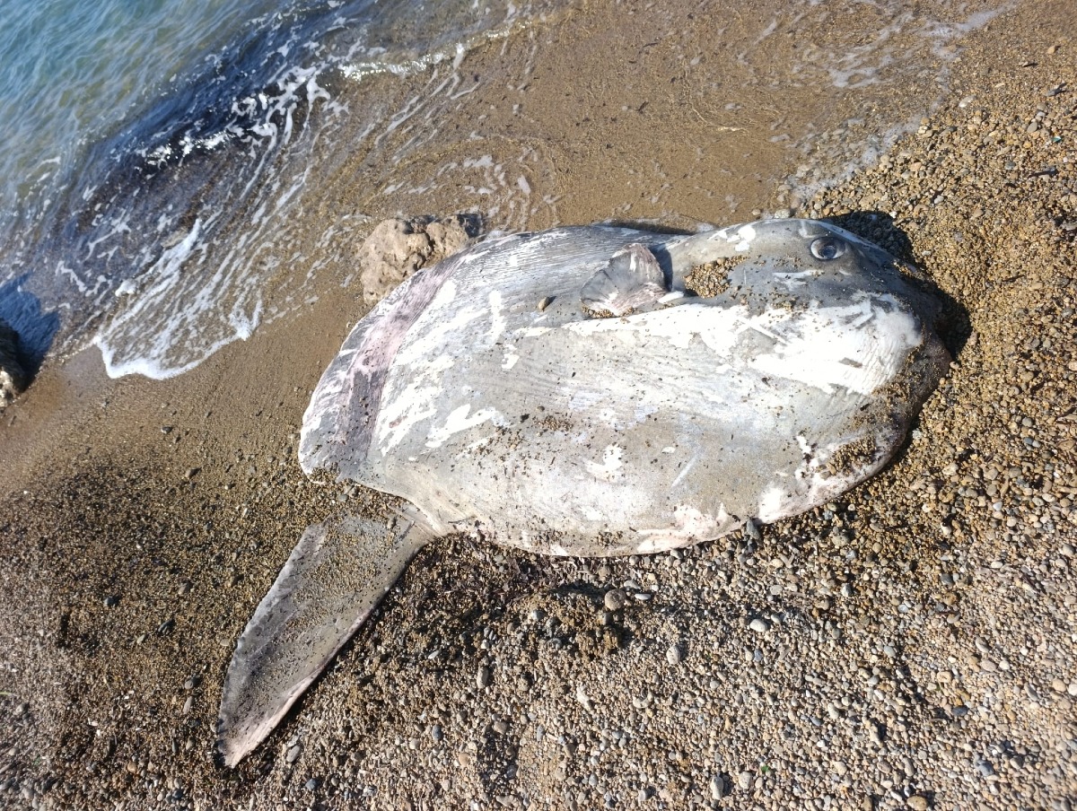Capo Colonna, trovato un Pesce Luna adulto: allarme impatto umano - 