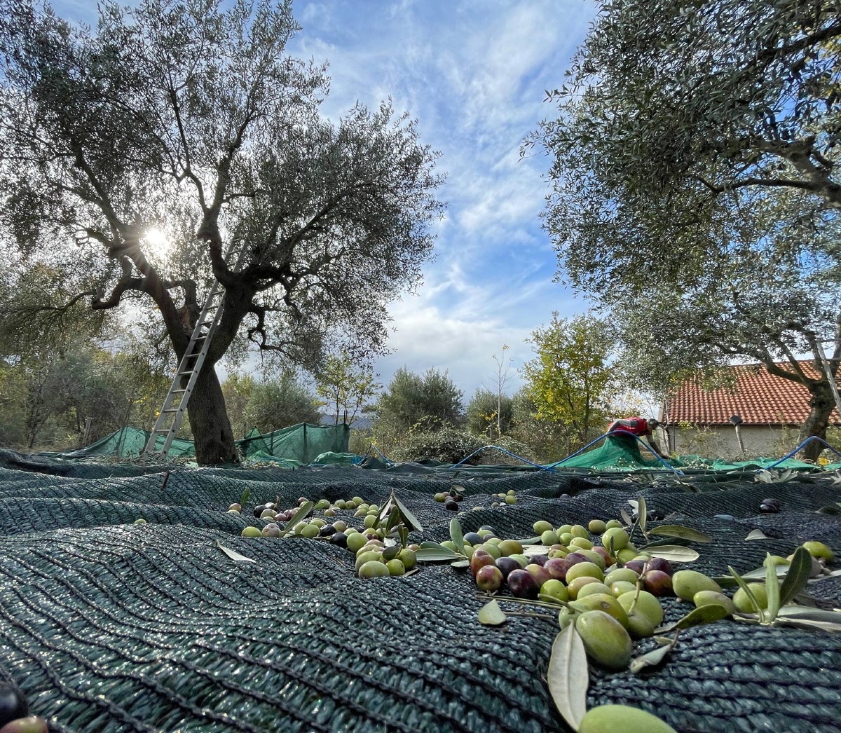 Olio calabrese in crisi: costi fino a oltre 9 euro/litro, aziende costrette a vendere sottocosto - Foto: Uff. Stampa Coldiretti Calabria