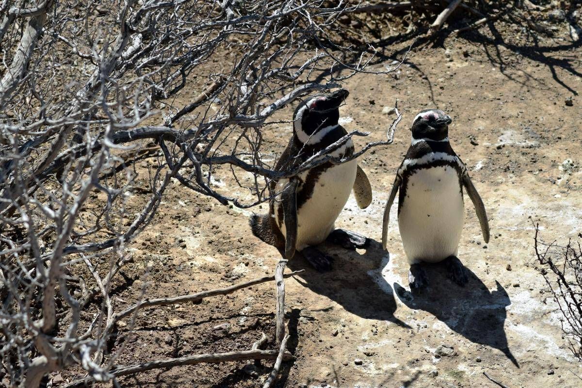 Pinguini sentinelle dell'ambiente in Patagonia, dotati di sensori rilevano inquinanti Pfas - 