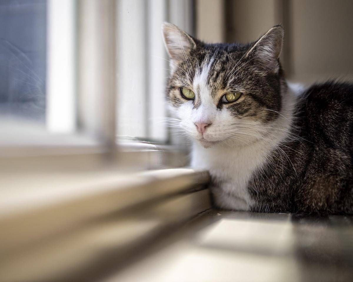 Microchip obbligatorio per cani e gatti, il Parlamento europeo ha dato l'ok definitivo - 