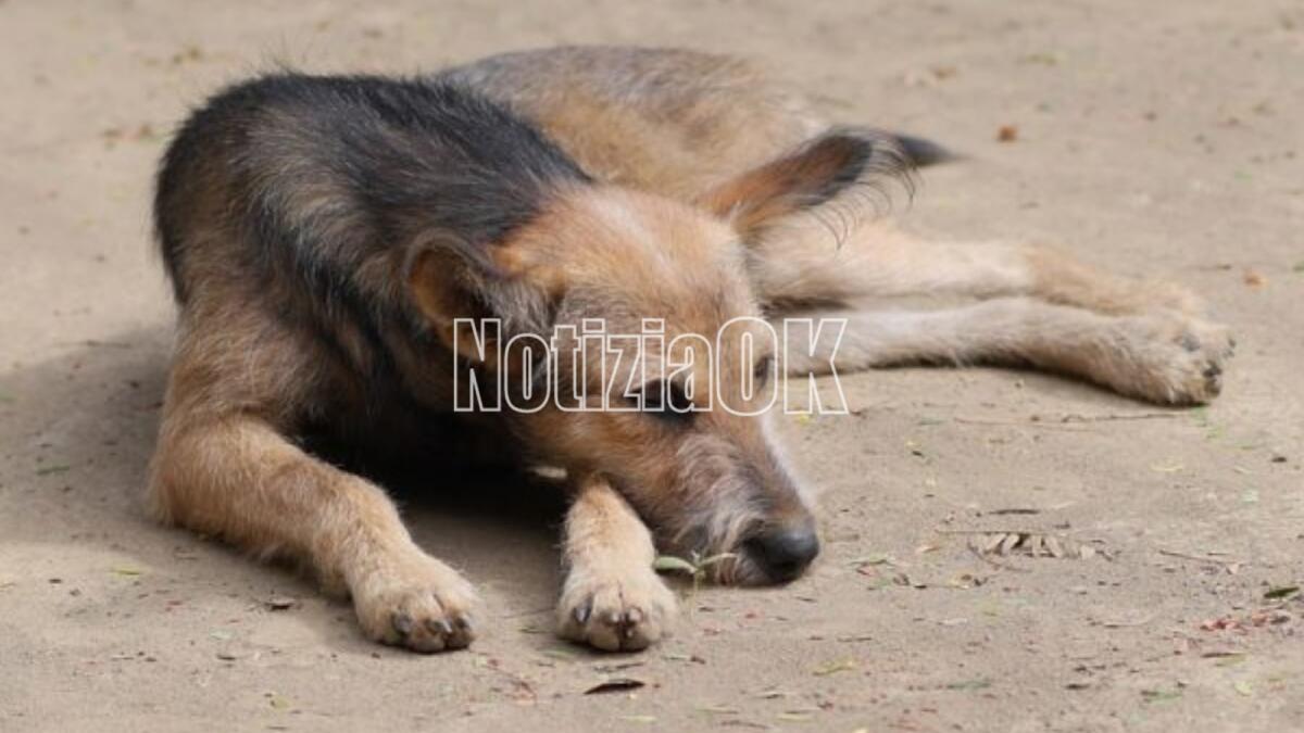 Catanzaro, lieto fine per due cani smarriti: decisivo l’intervento della Polizia Locale - Foto: Redazione