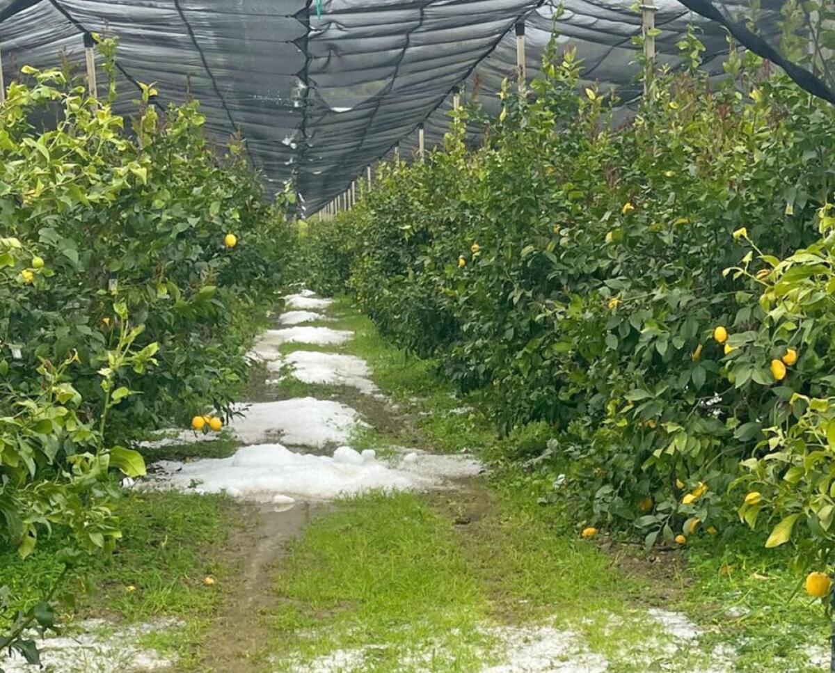 Danni all’agricoltura nel Cosentino, la Regione chiede lo stato di calamità naturale - 