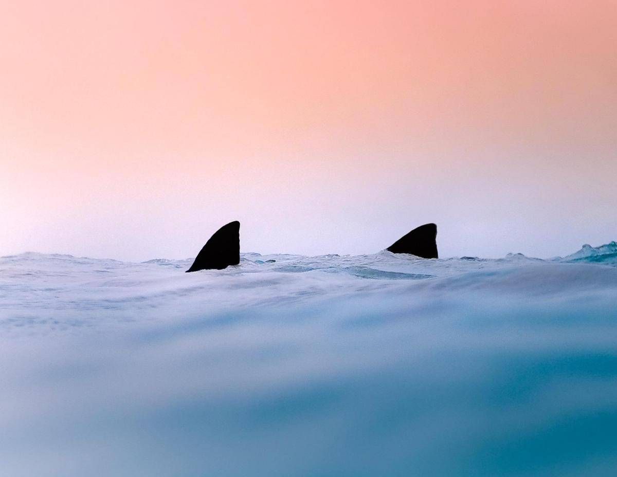 Due squali avvistati a Gallipoli e a Terracina, l'esperto: "Evento raro nei nostri mari" - 