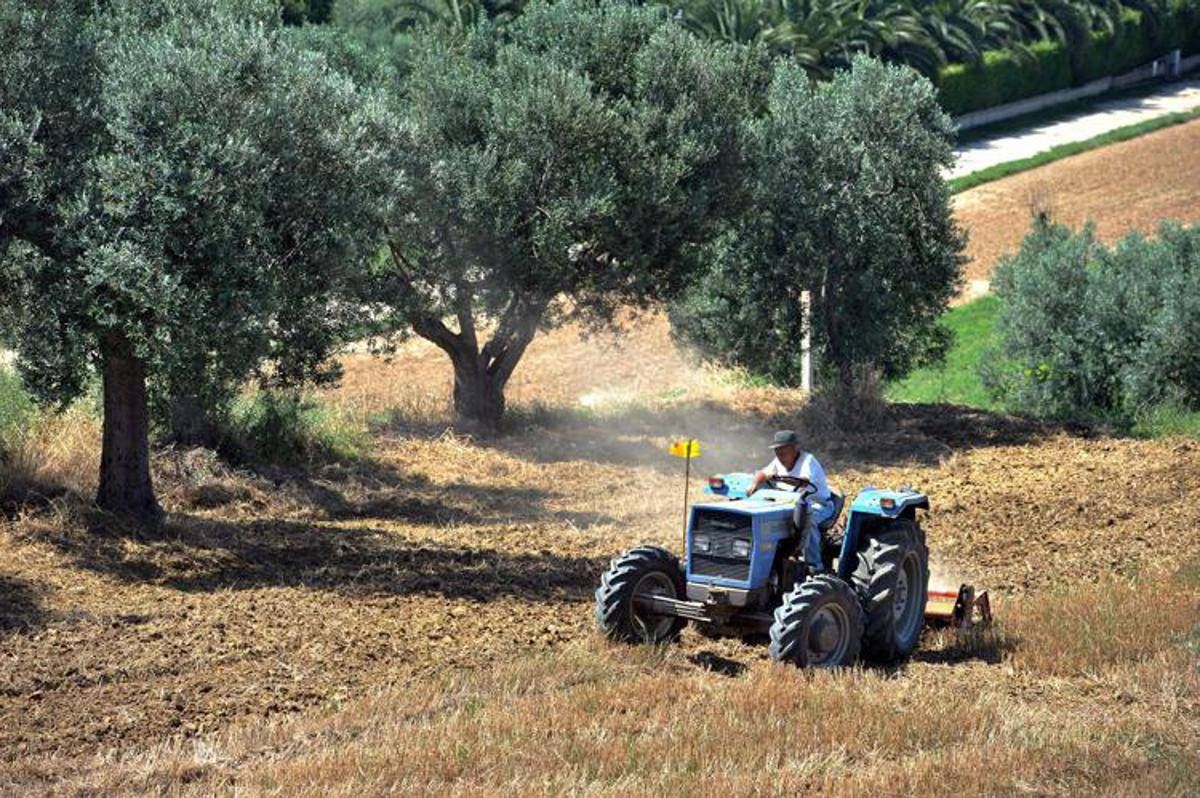 Agricoltura: aperta misura 'Generazione Terra' di Ismea, 120 milioni a giovani per acquisto terreni - 