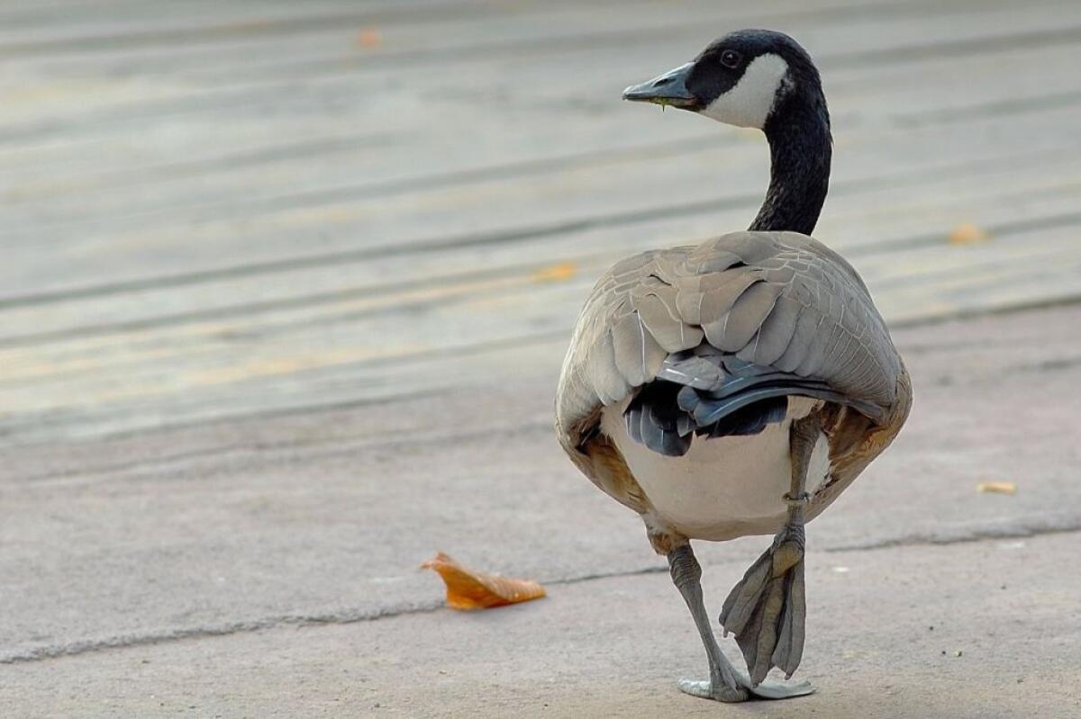 Banca del Fucino al fianco del Bioparco di Roma per il “City Future Challenge” - 