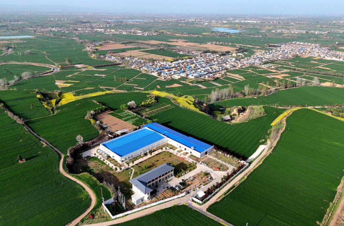 Cina, le industrie legate alle zone rurali in crescita nel primo trimestre - 