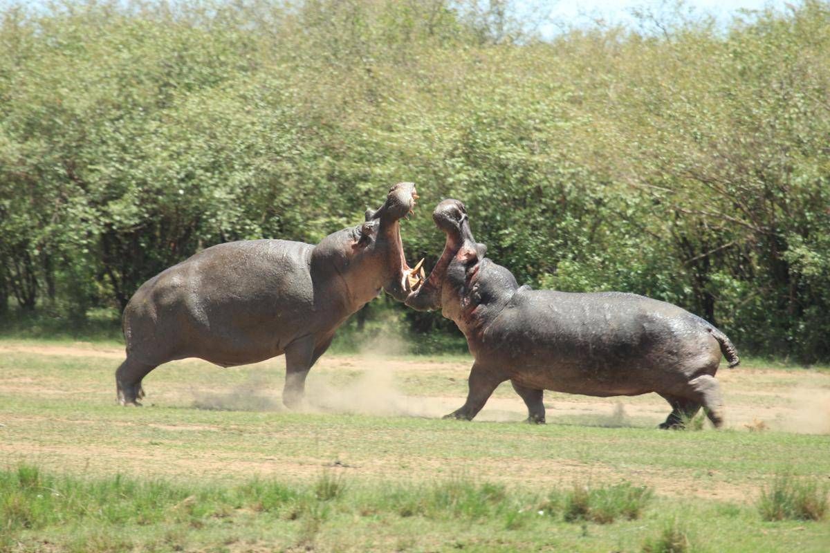 La Colombia abbatterà 'gli ippopotami di Pablo Escobar': il caso - 