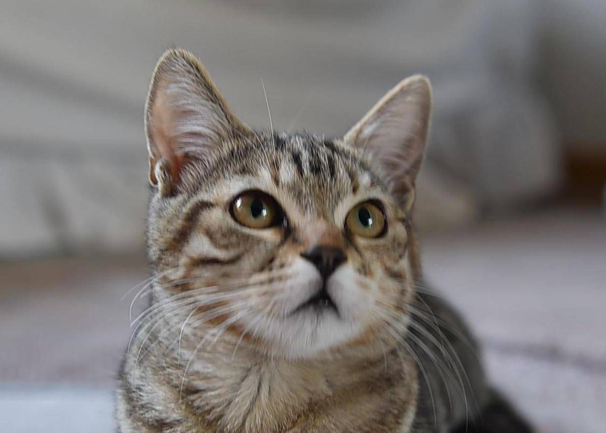 Dà fuoco a un gatto e lo cucina, orrore a La Spezia - 