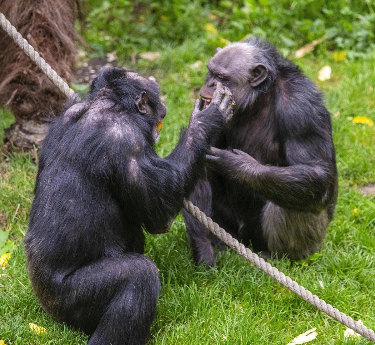 Scimpanzé in guerra, cuccioli strappati alle madri: il caso in Uganda - 