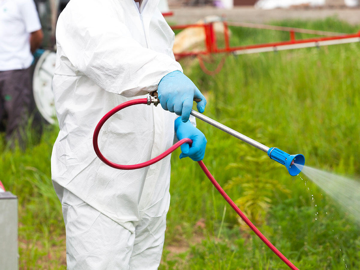 Disinfestazione a Crotone: al via gli interventi blatticidi nelle condotte fognarie - Foto: Redazione 