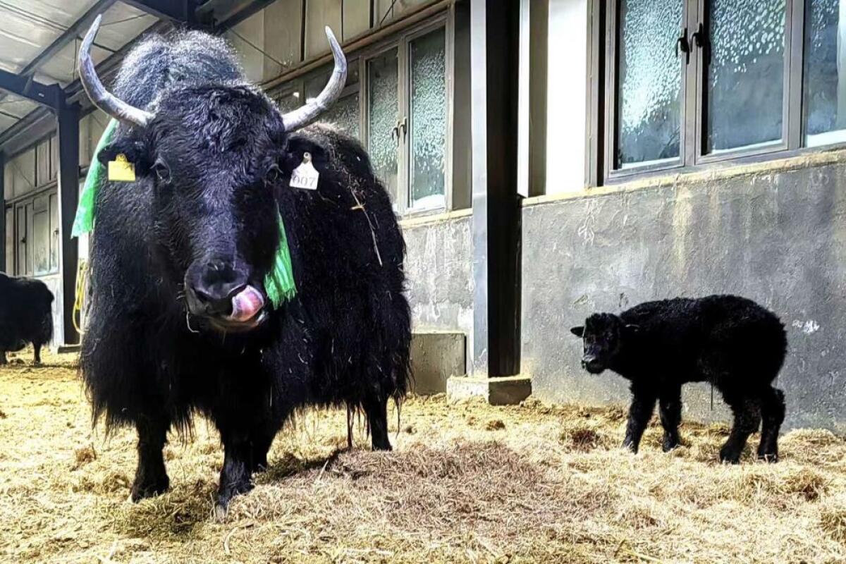 In Cina la prima clonazione di gruppo di 10 yak - 