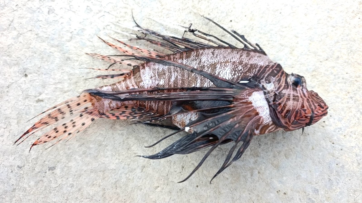 Pesce Leone - Foto Uff. Stampa Circolo Ibis Crotone 16.04.2026