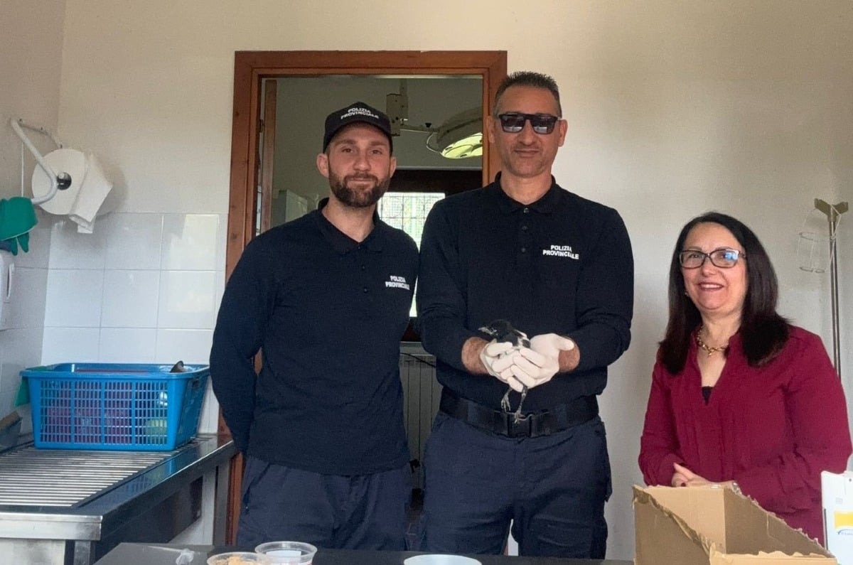 Crotone, recuperata una gazza ladra in difficoltà - Foto: Uff. Stampa Provincia di Crotone