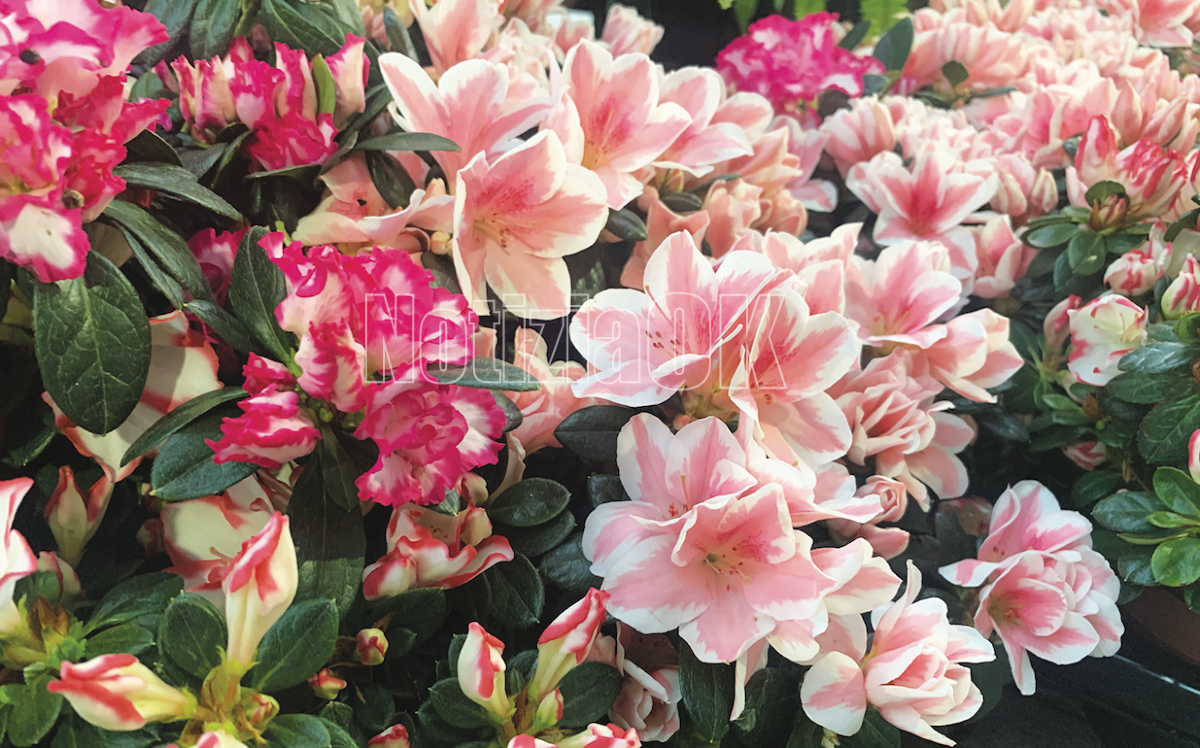 Azalea AIRC, a Crotone un fiore per la ricerca sul cancro - Foto: Redazione