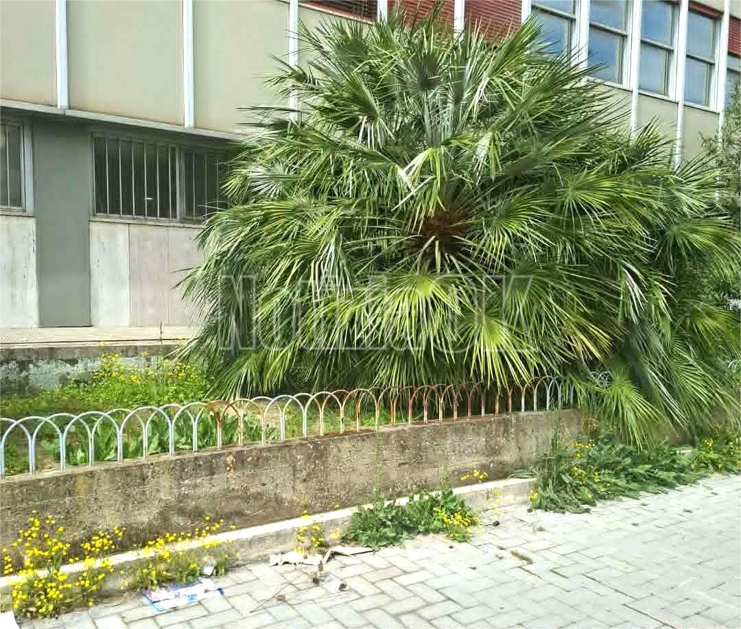 Nei Quartieri di Crotone - Decoro e pulizia, attenzione alta in tutta la città - Foto: Redazione