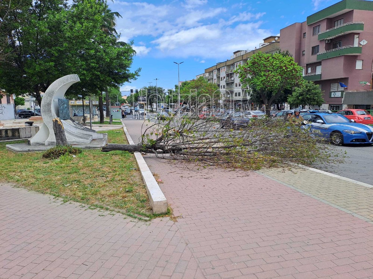 Crotone, forte vento sferza la città: albero crolla in Corso Mazzini - Foto redazione