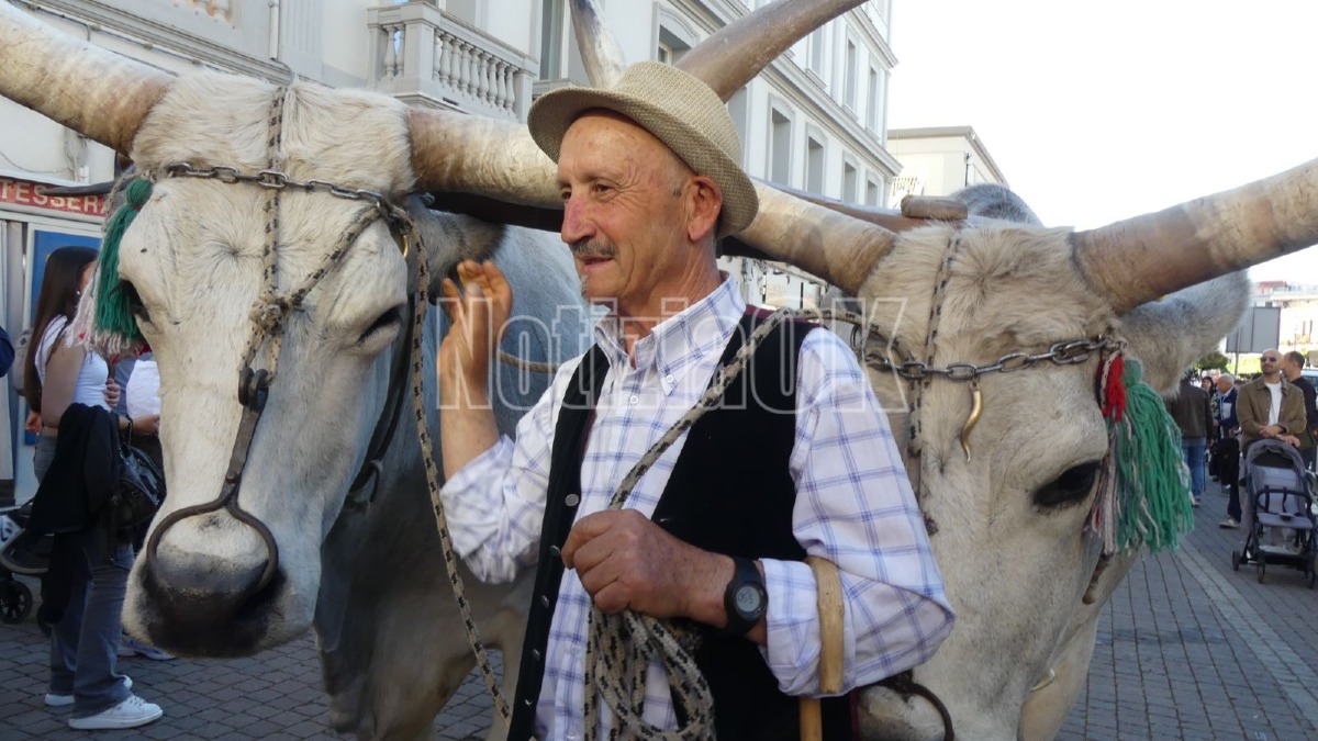Sono arrivati a Crotone Costantino e Argento, i buoi del Settennale - Foto: Redazione 