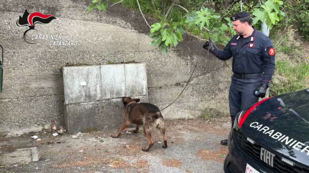 (VIDEO) Droga nascosta nei contatori dell’acqua, decisivo il fiuto di “Manco” - Foto: Uff. Stampa Carabinieri 