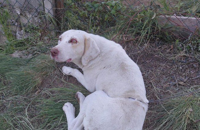 San Giovanni in Fiore - Trappola d’acciaio per una cagnolina, denunciati i responsabili - Foto: Ufficio stampa Gaia Animali e Ambiente OdV