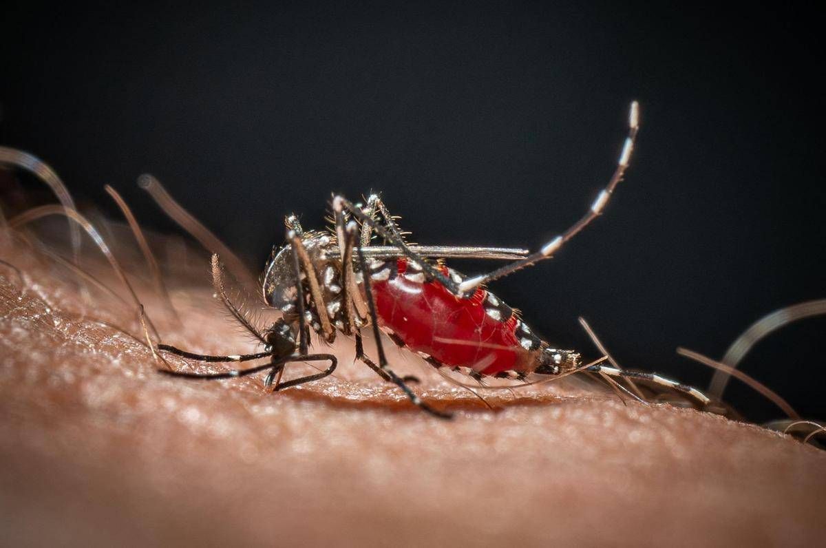Lo strano effetto 'boomerang' dei repellenti: forse le zanzare stanno imparando ad amarli - 