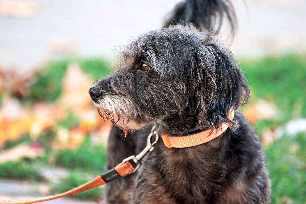 Avere un cane protegge il cuore e allunga la vita, il maxi studio - 
