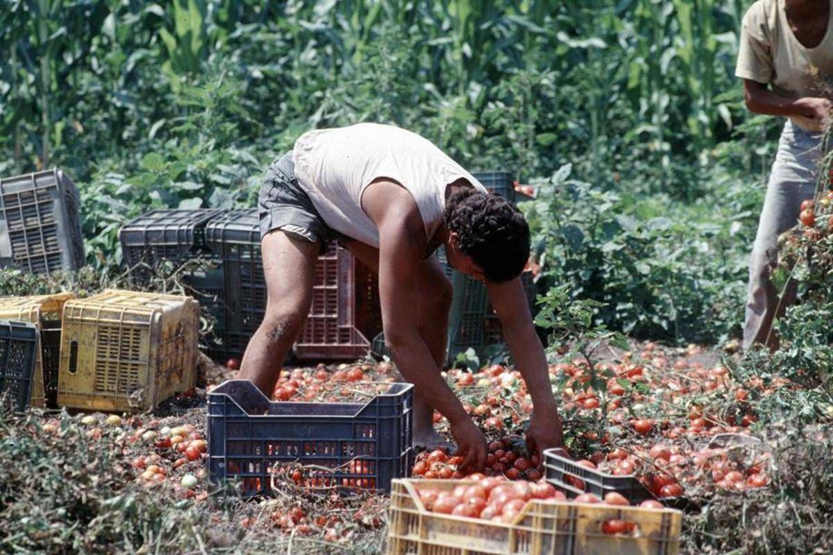 Crisi nei campi, lavoratori agricoli sempre più anziani e 1 su 2 è straniero - 