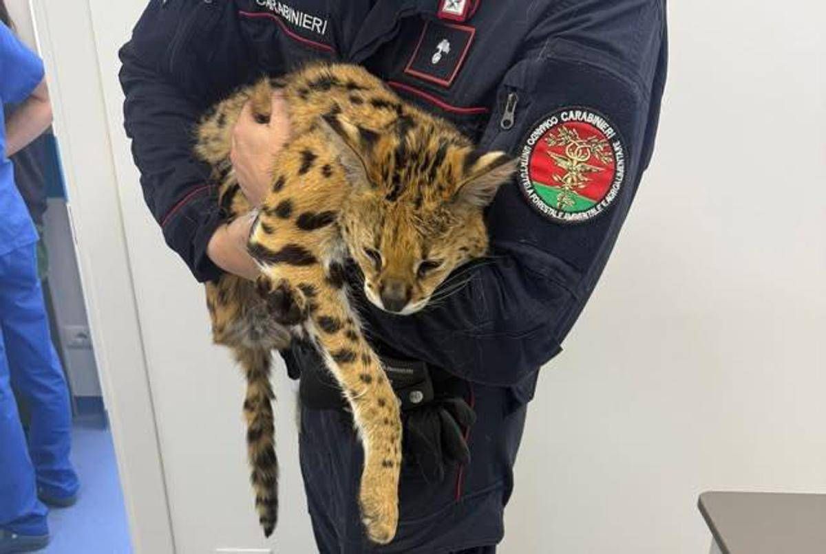 Milano, trovato e catturato un gattopardo africano nel parco di Garbagnate - 