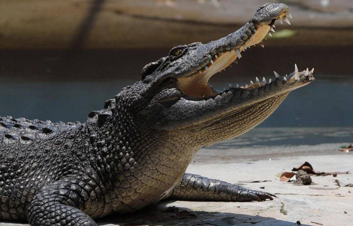 Pistoia, "c'è un coccodrillo nel laghetto": scattate le ricerche - 